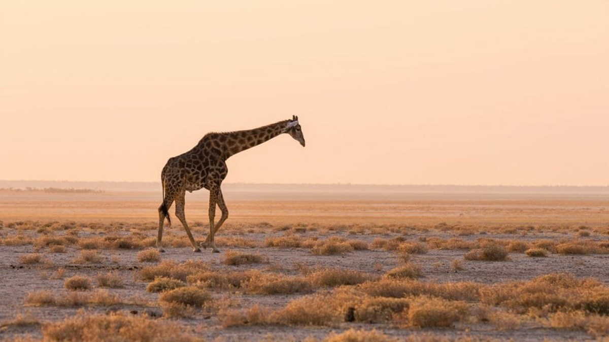 Etosha Parque Nacional  | LAT.40