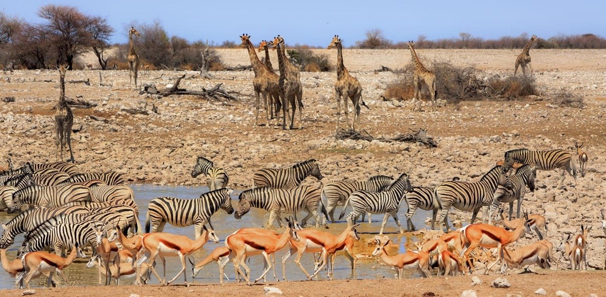 Etosha Parque Nacional  | LAT.40