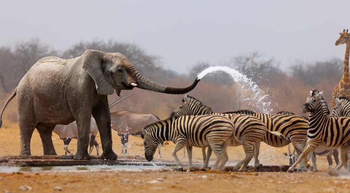Etosha Parque Nacional  | LAT.40