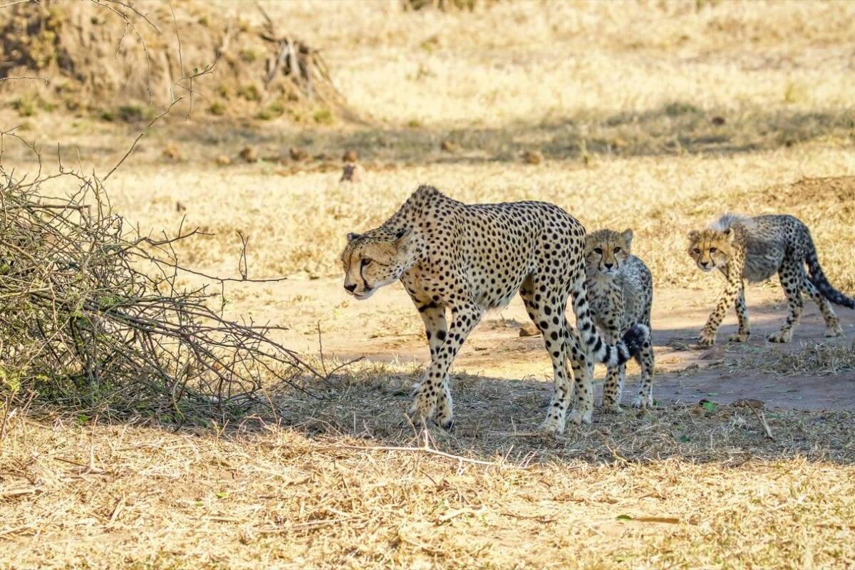 Chilo Gorge Safari Lodge en Gonarezhou National Park