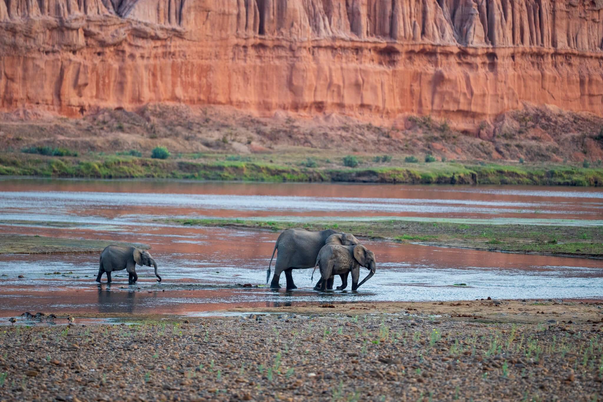 Gonarezhou National Park | LAT.40