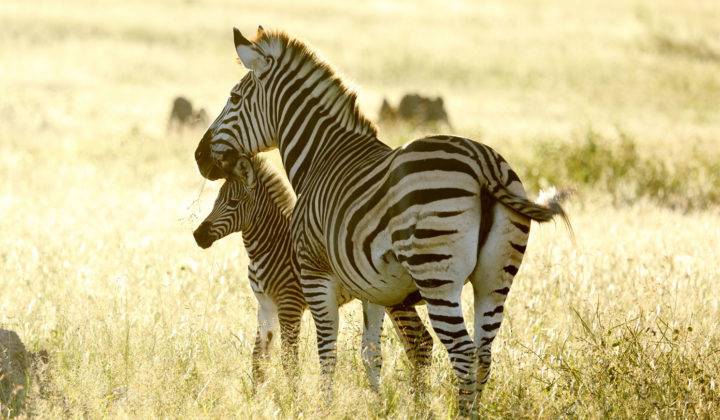 Gonarezhou National Park | LAT.40