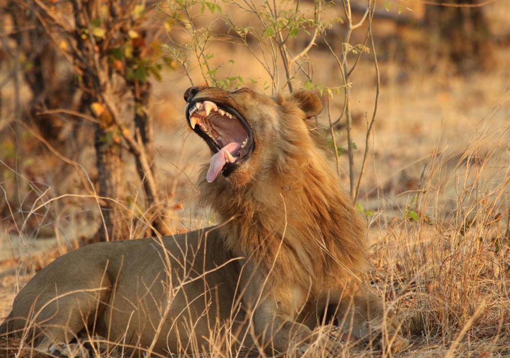 Hideaways Nantwich Lodge en Hwange