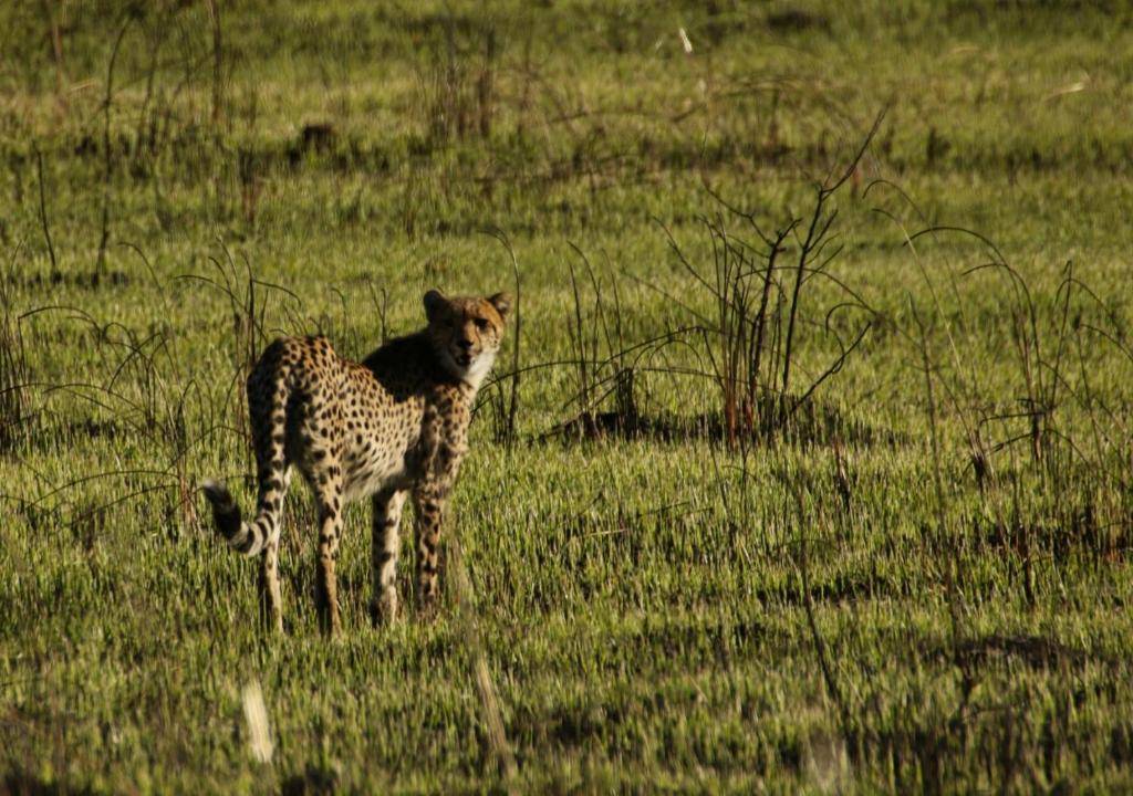Hideaways Nantwich Lodge en Hwange