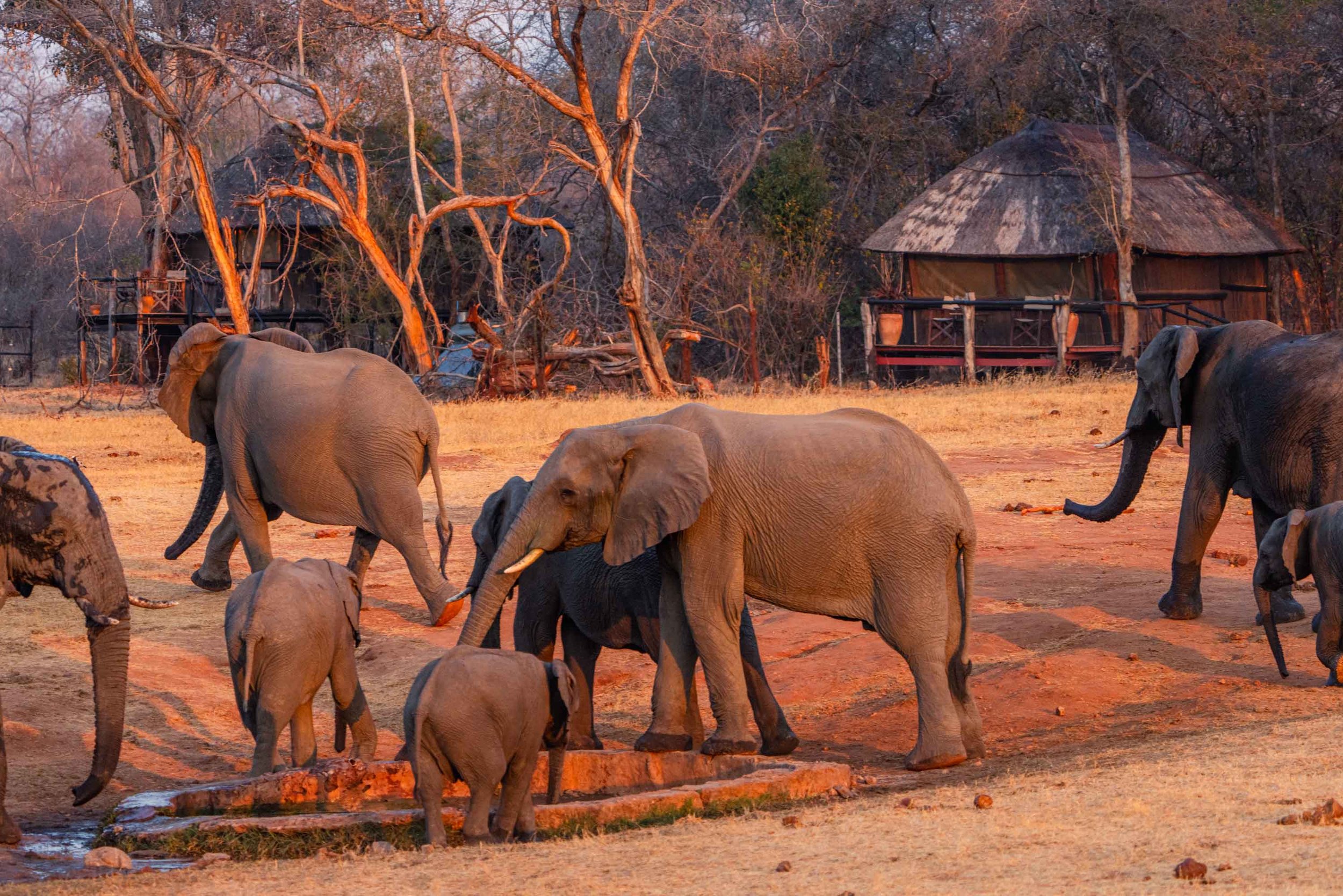 Ivory Safari Lodge en Hwange