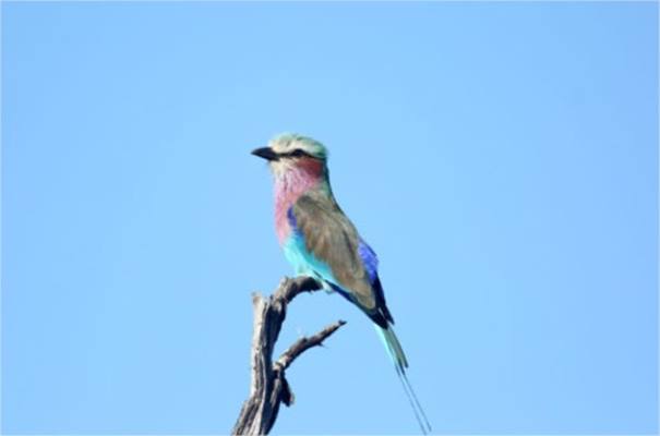 Somalisa Acacia Camp en Hwange