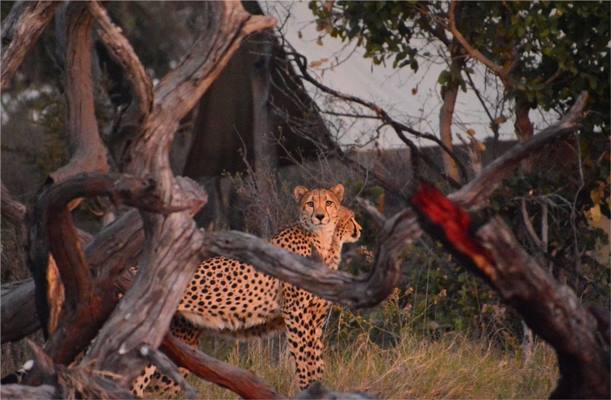 Somalisa Acacia Camp en Hwange