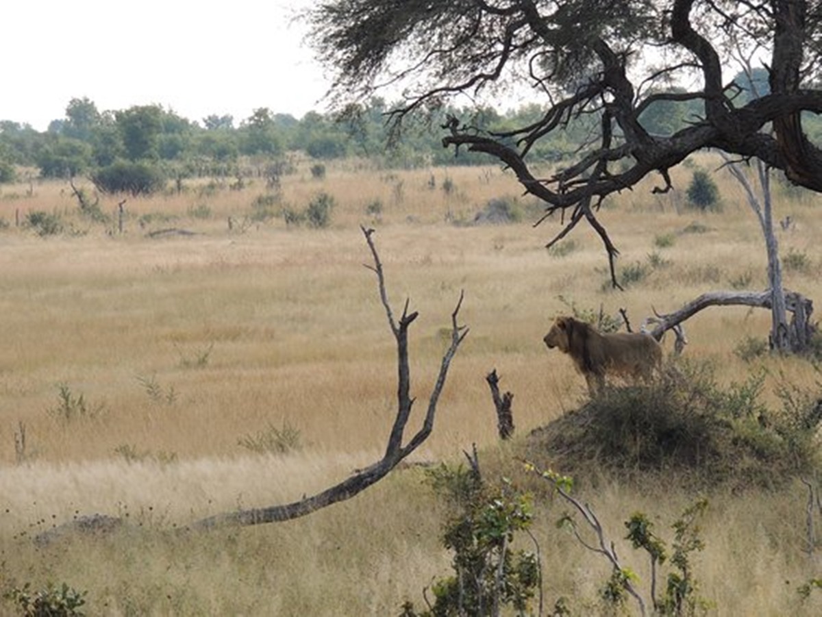 Somalisa Acacia Camp en Hwange