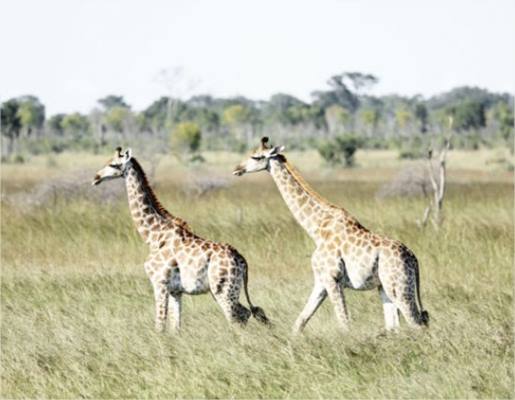 Somalisa Acacia Camp en Hwange