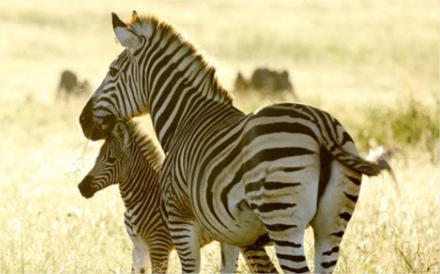 Somalisa Acacia Camp en Hwange