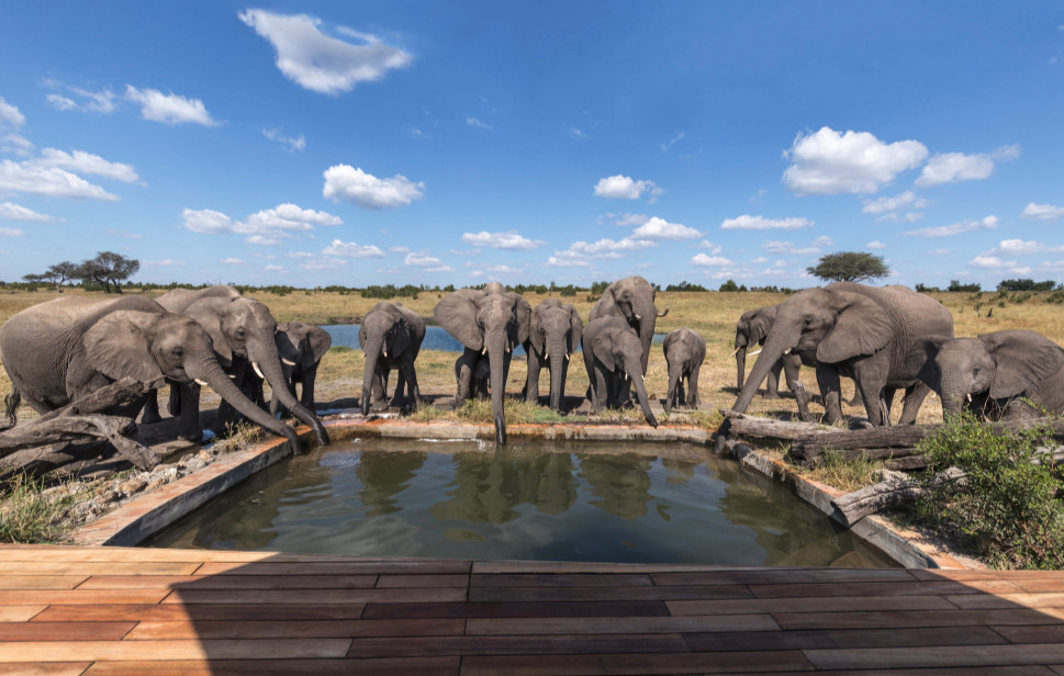 Somalisa Expeditions en Hwange