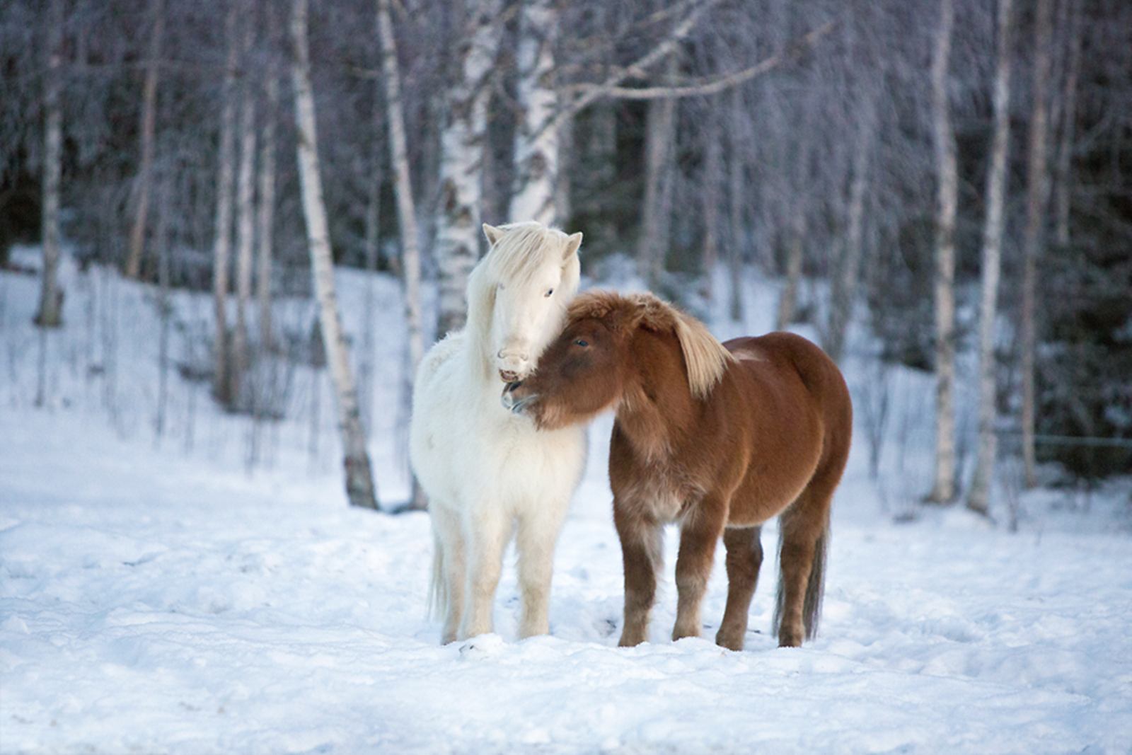 Kiruna