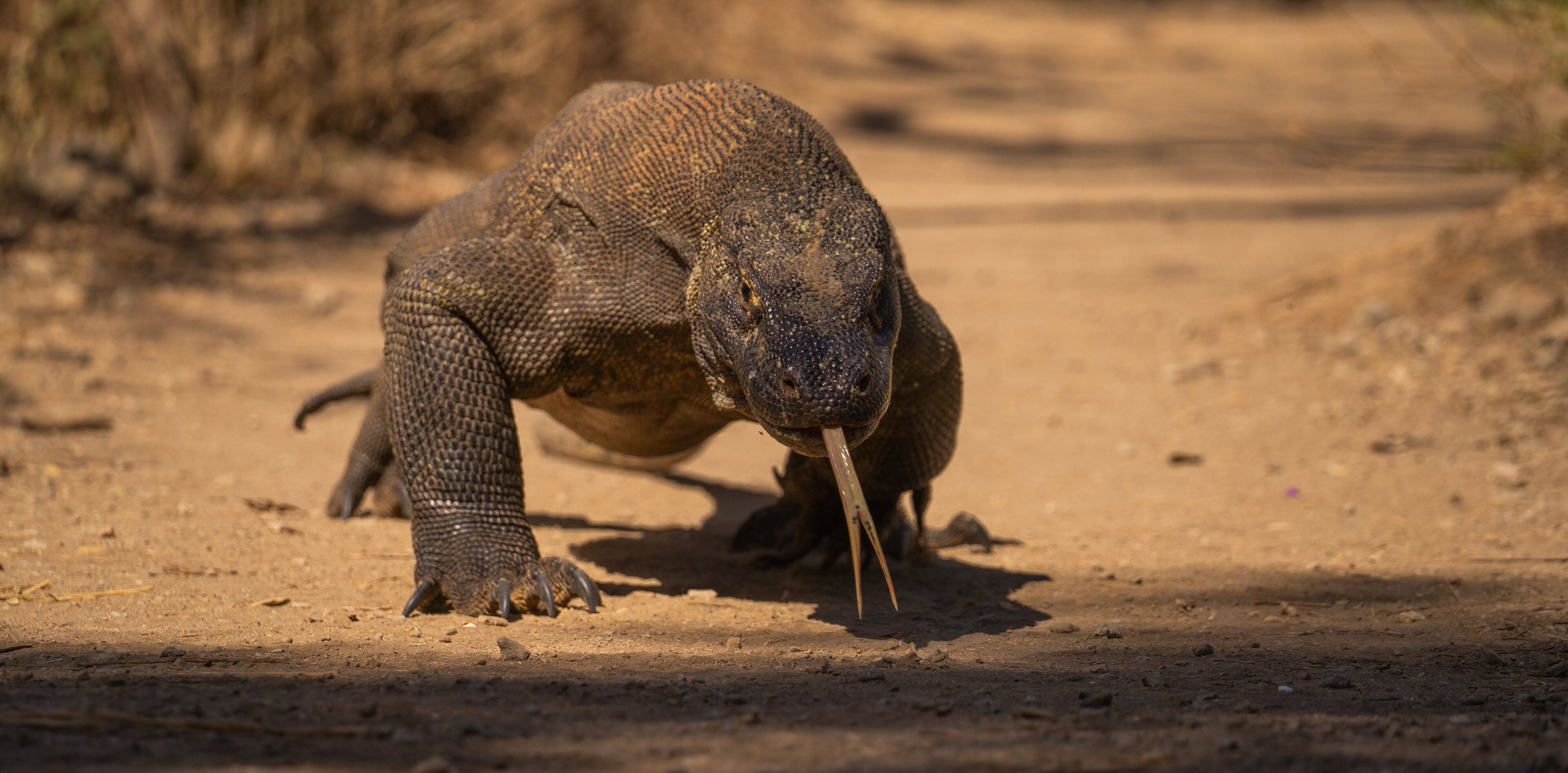 Komodo