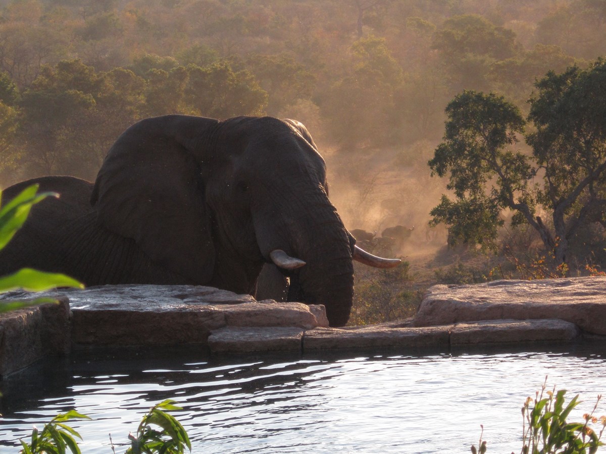 Makumu Private Game Lodge en Kruger National Park