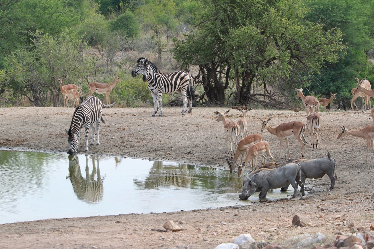 Makumu Private Game Lodge en Kruger National Park