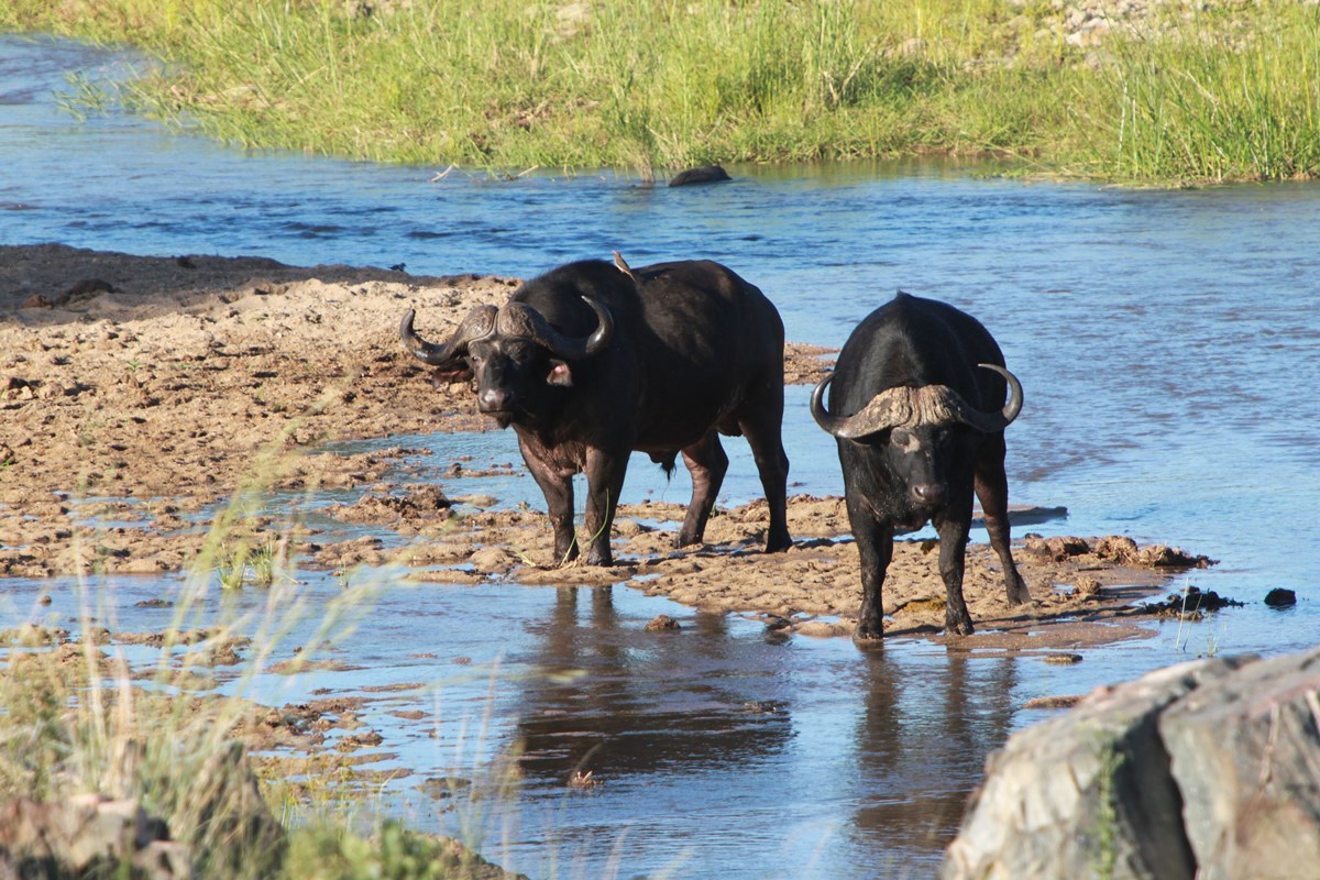 Makumu Private Game Lodge en Kruger National Park