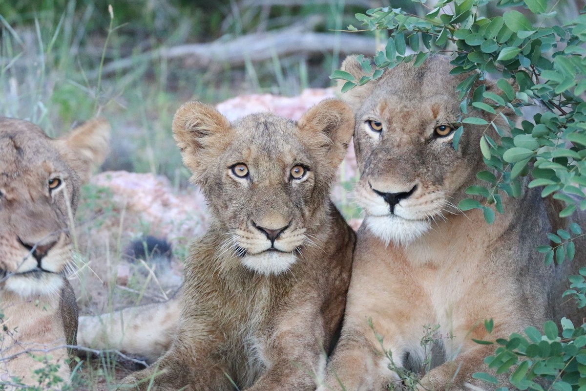 Makumu Private Game Lodge en Kruger National Park