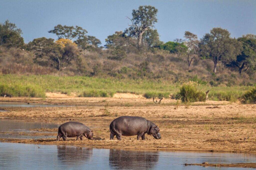 Simbavati Waterside en Kruger National Park
