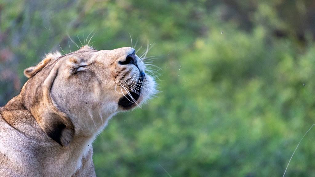Simbavati Waterside en Kruger National Park