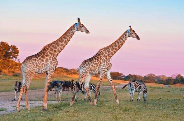 Simbambili Game Lodge en Kruger National Park