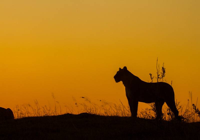Lewa Wilderness en Lewa