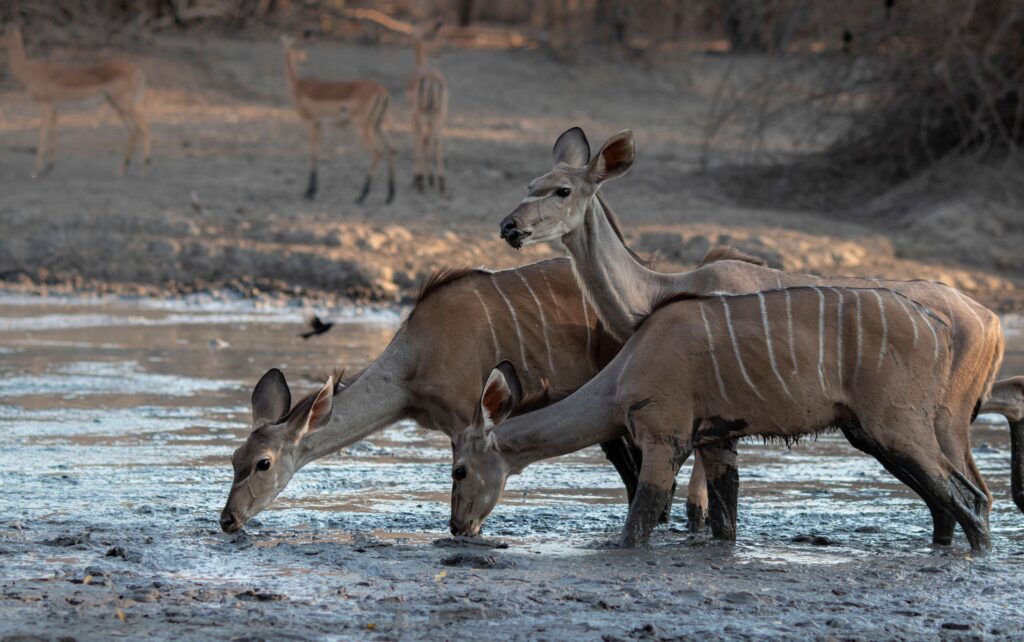 Kanga Expeditions en Mana Pools