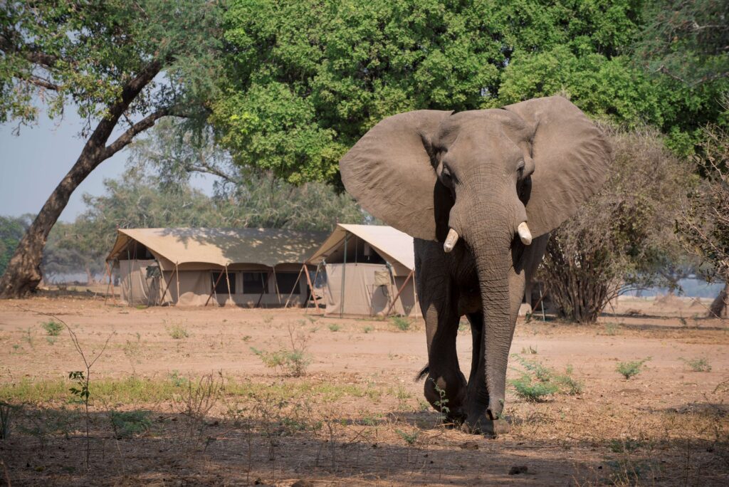 Zambezi Expeditions en Mana Pools