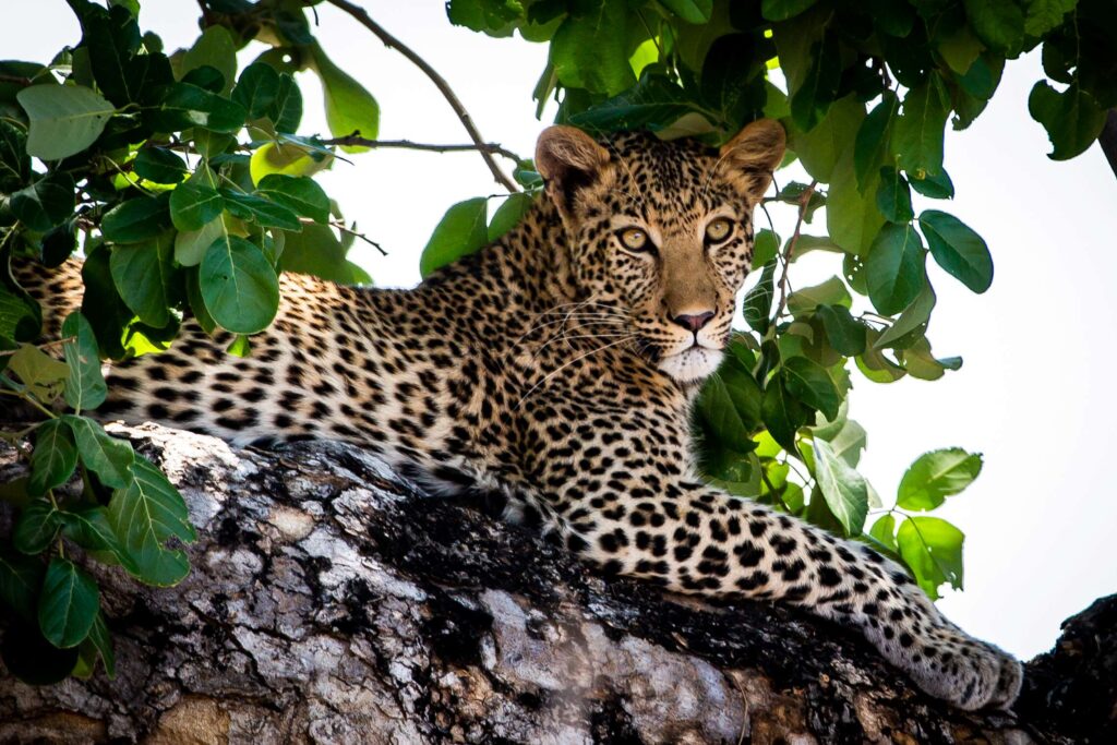 Zambezi Expeditions en Mana Pools