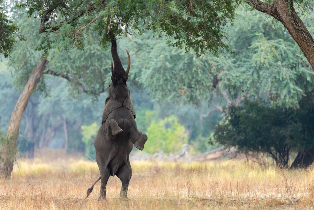 Zambezi Expeditions en Mana Pools