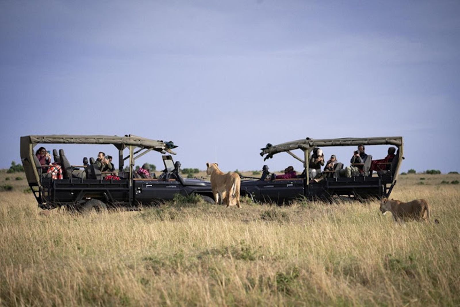 Enkewa  en Masai Mara