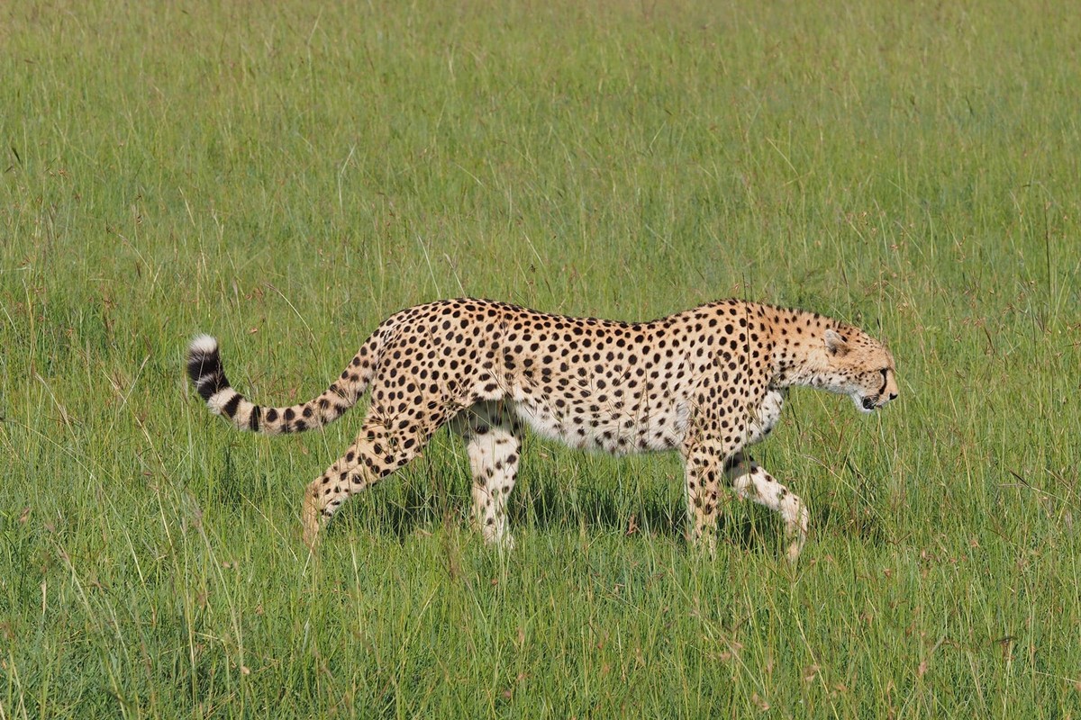 Saruni Eagle View en Masai Mara