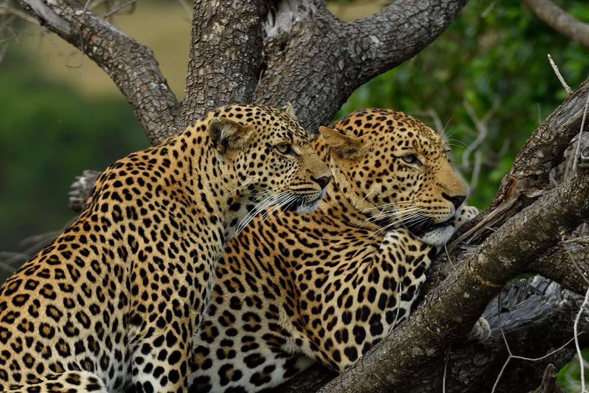 Saruni Mara en Masai Mara