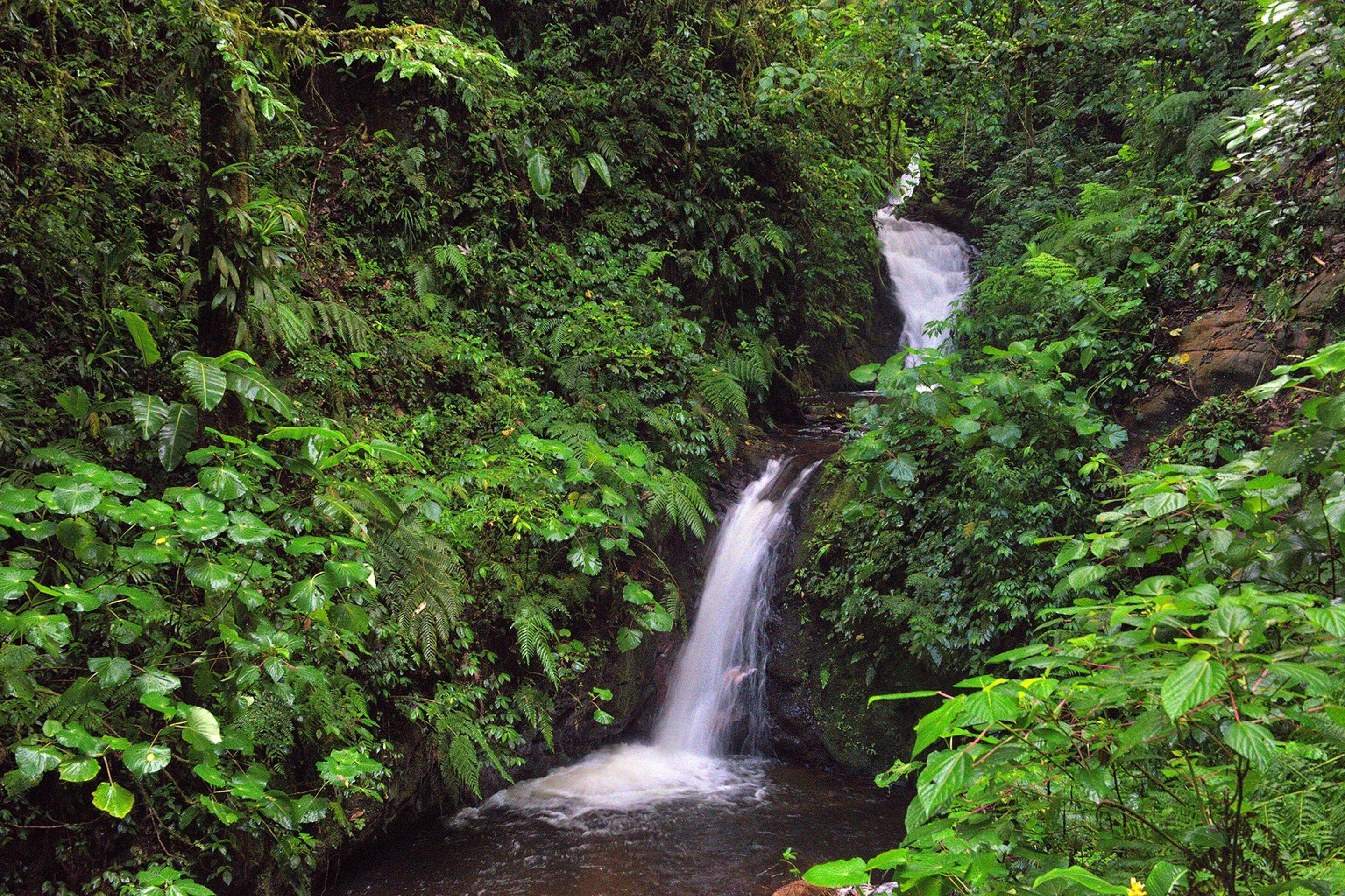 Monteverde Lodge & Gardens by Böëna en Monteverde