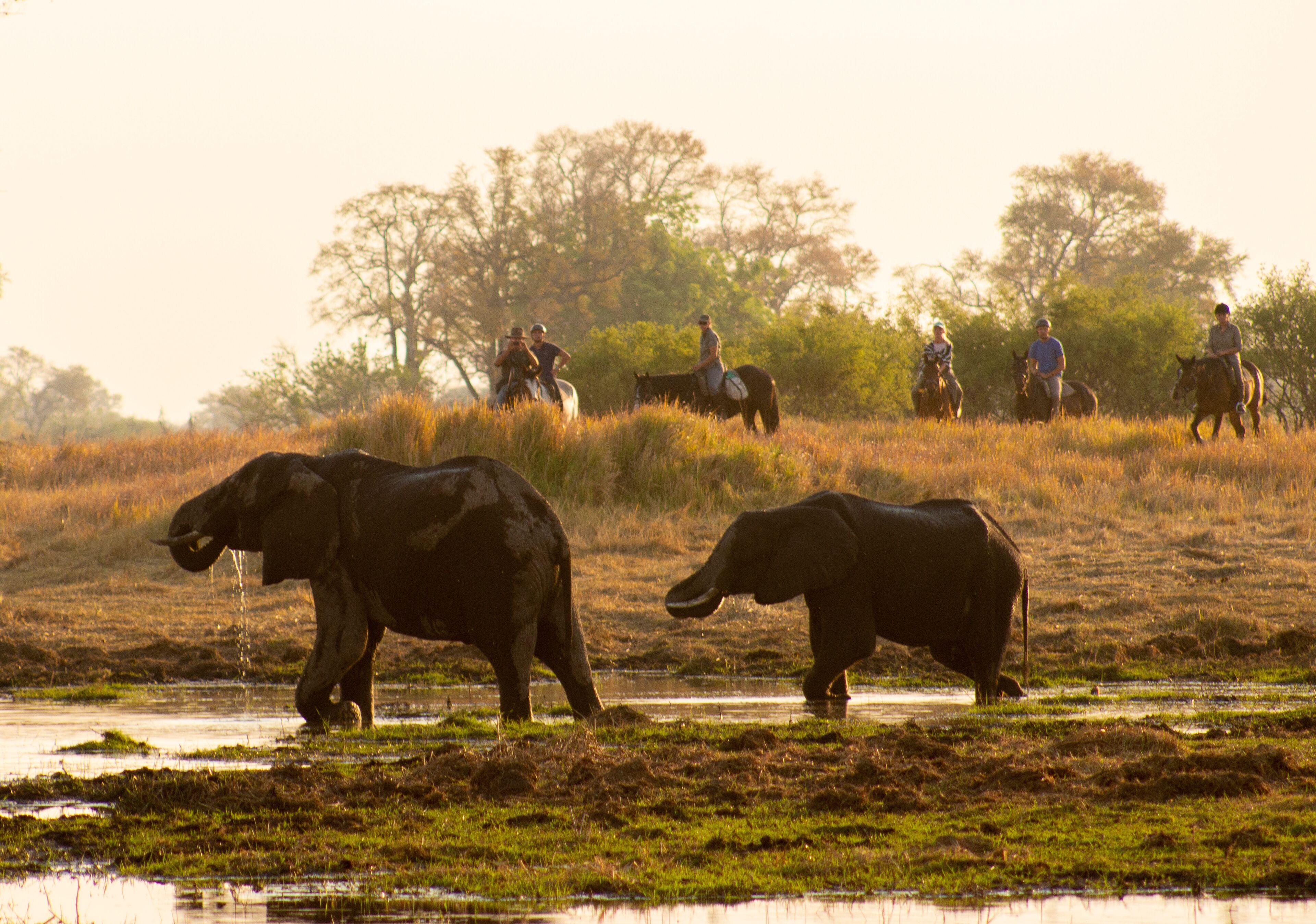 Cha Cha Metsi en Delta Okavango