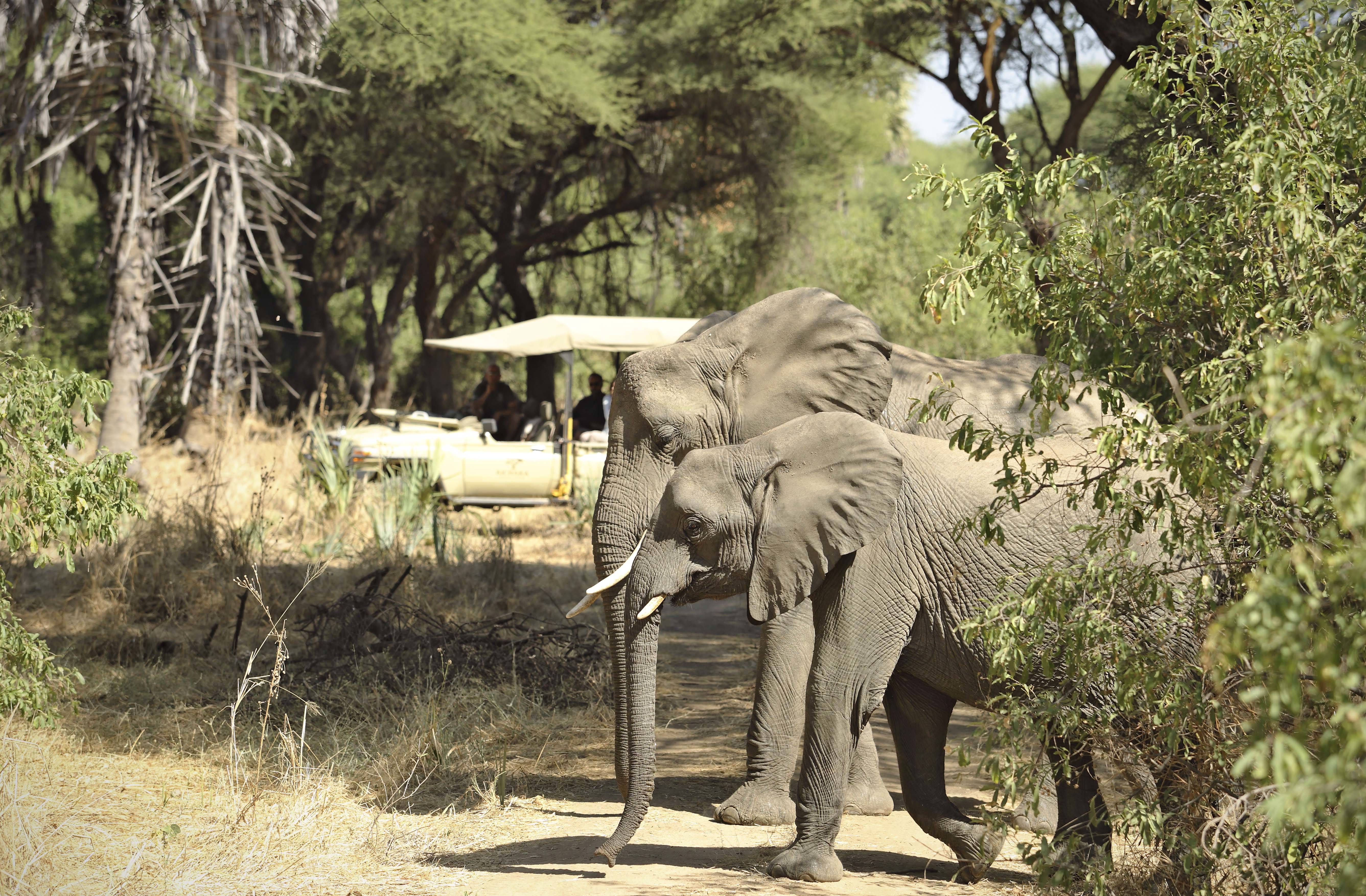 Kichaka Kidogo Flycamping en Ruaha