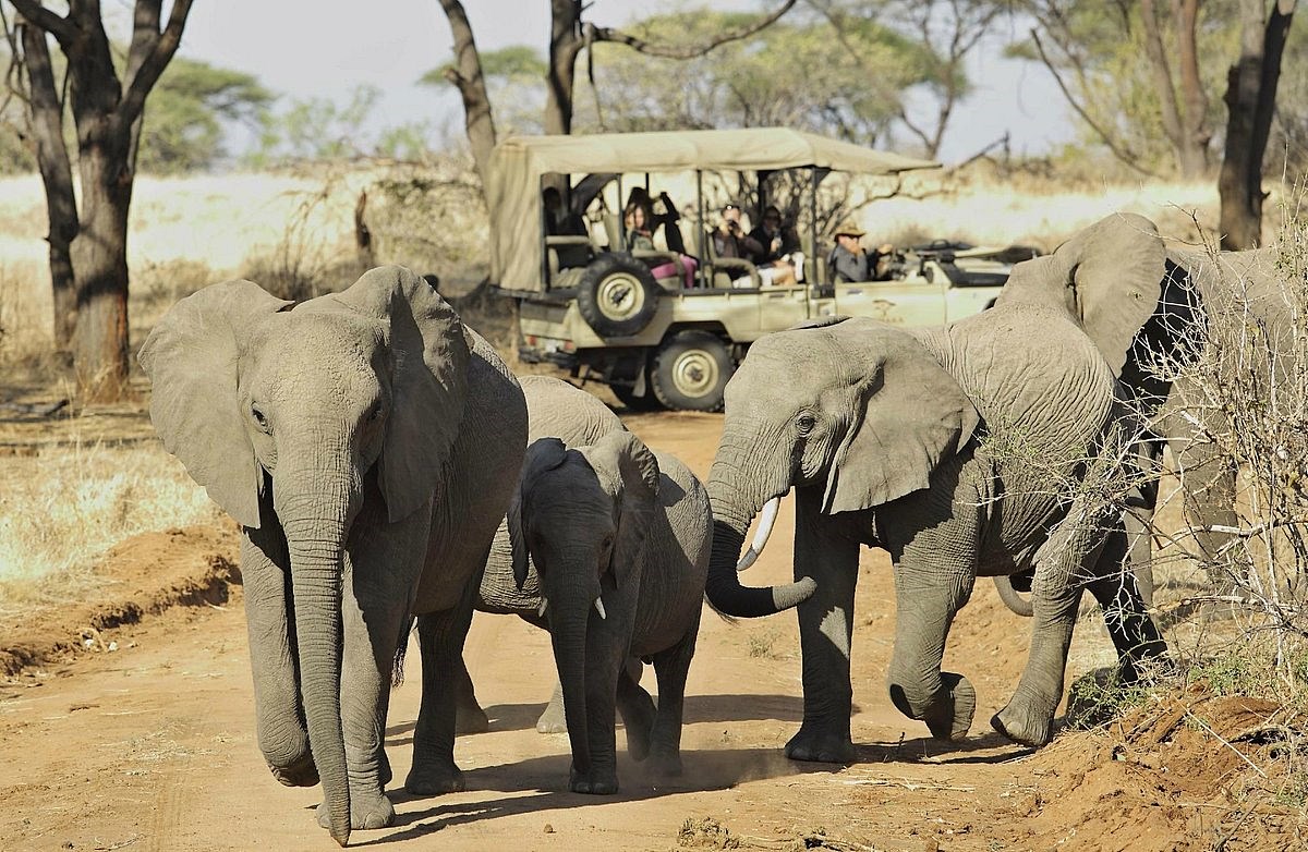 Kichaka Zumbua en Ruaha
