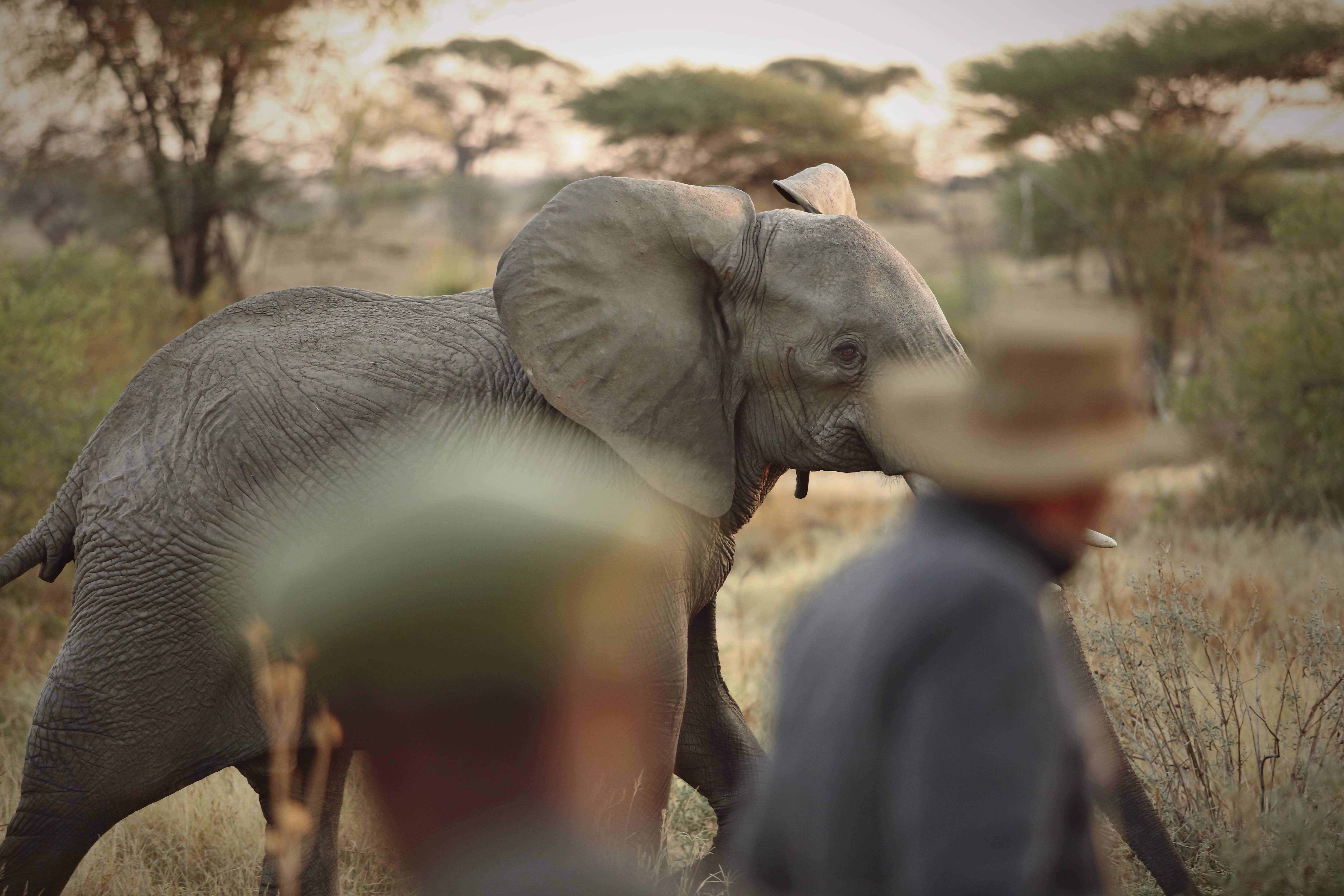 Kichaka Zumbua en Ruaha