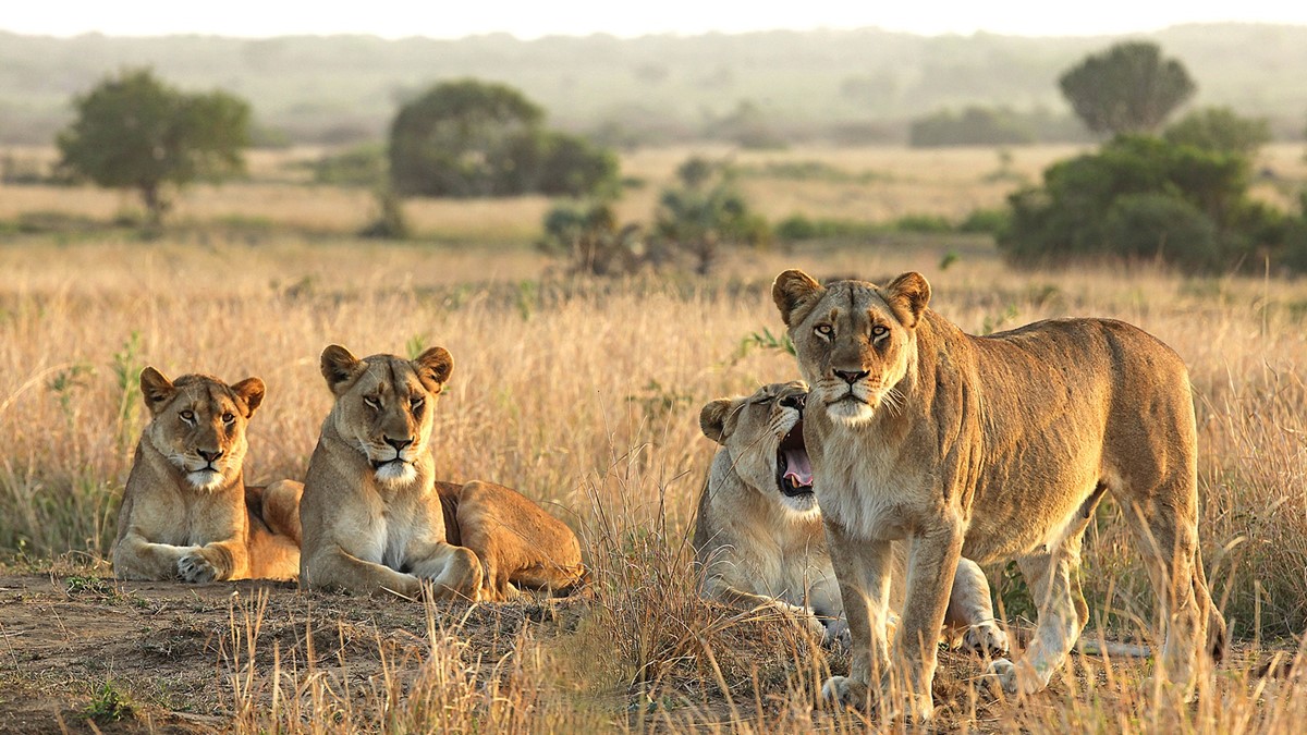 andBeyond Tengile River Lodge en Sabi Sands