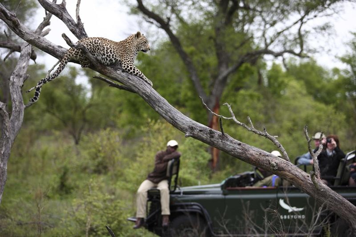 andBeyond Tengile River Lodge en Sabi Sands