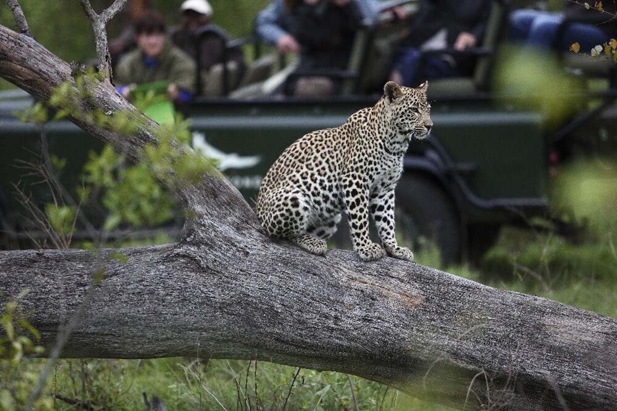 andBeyond Tengile River Lodge en Sabi Sands