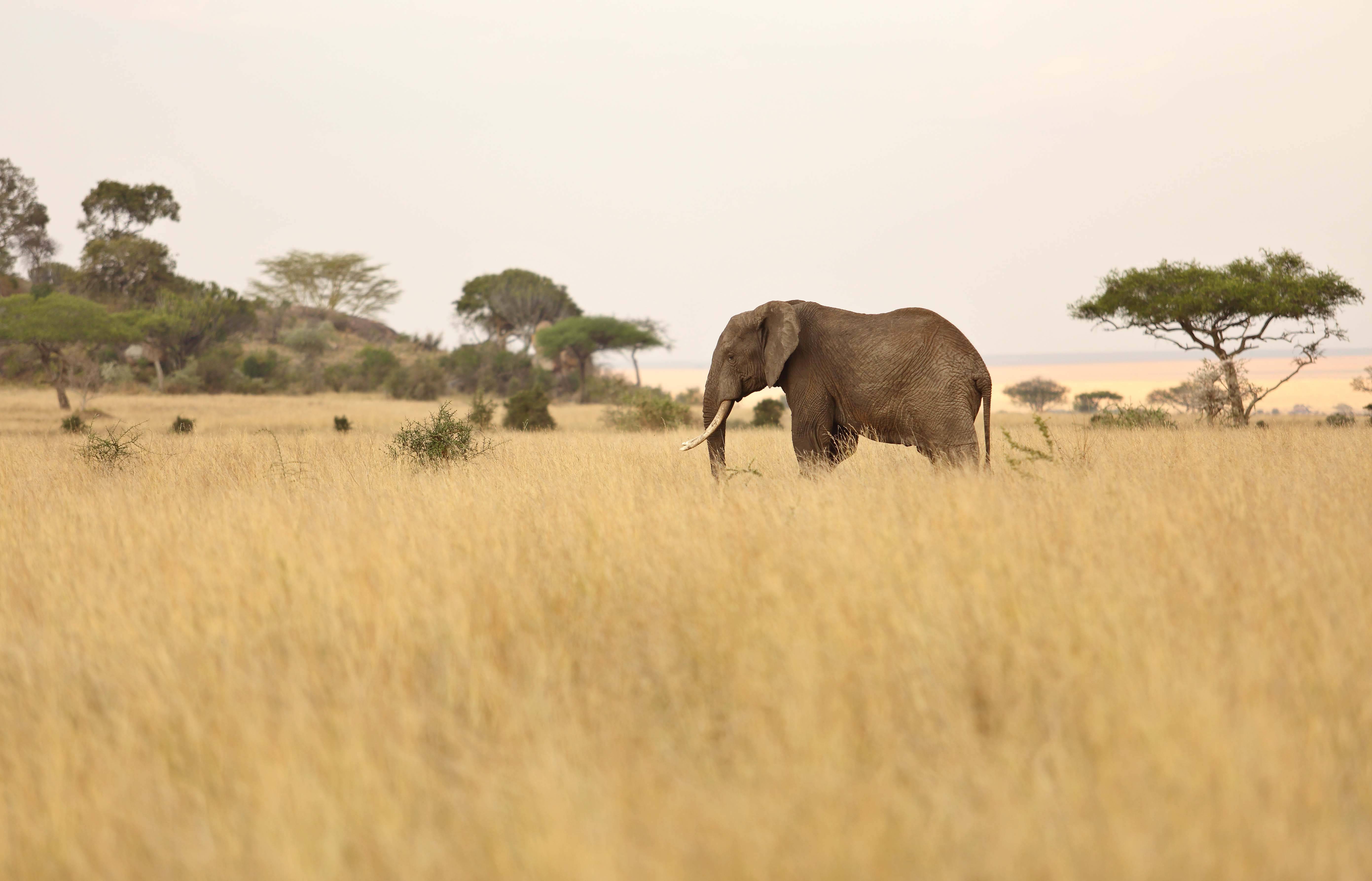 Dunia Camp en Serengeti