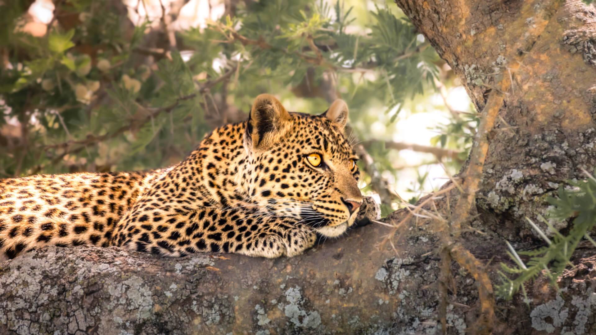 Dunia Camp en Serengeti