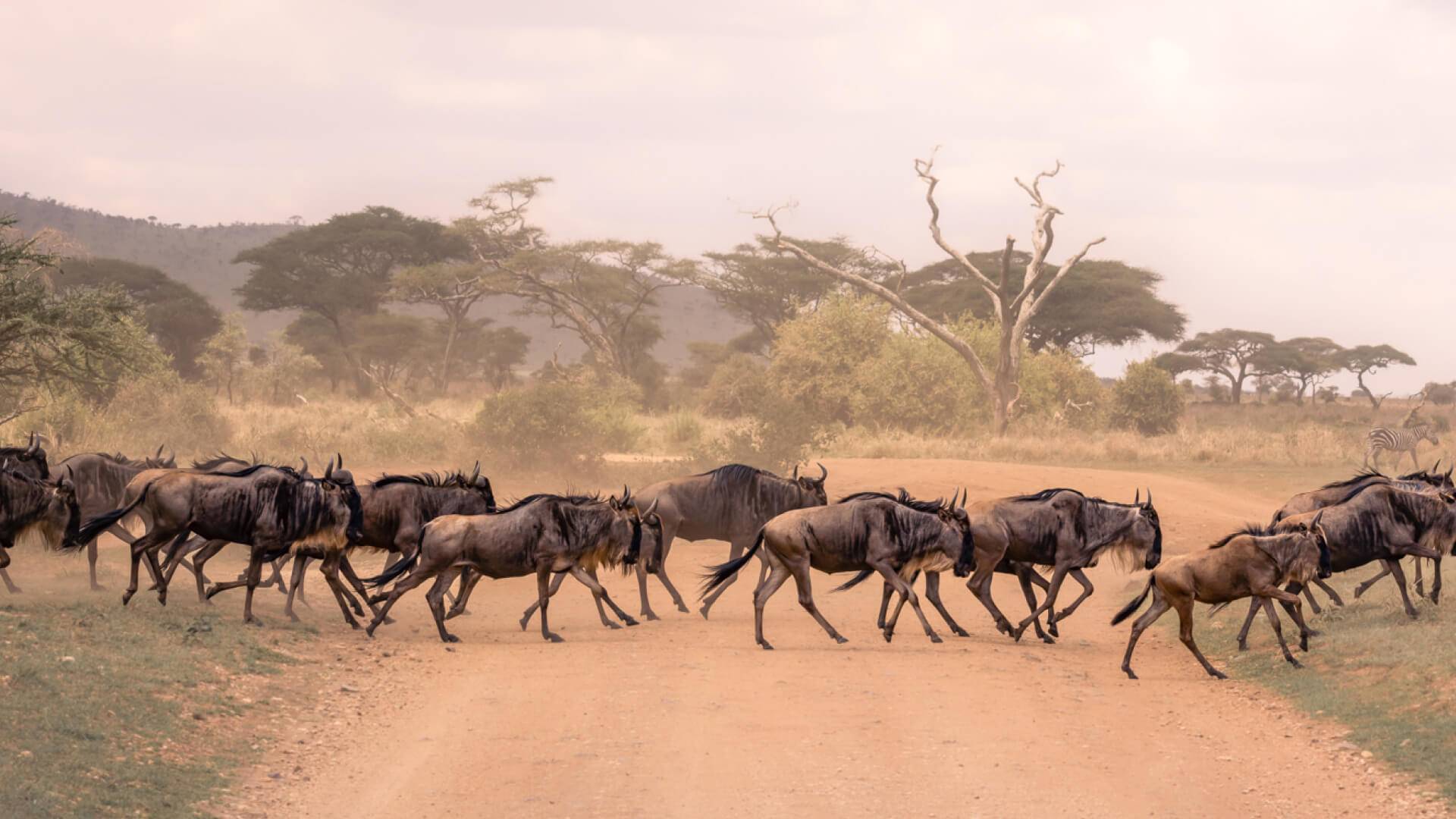 Dunia Camp en Serengeti