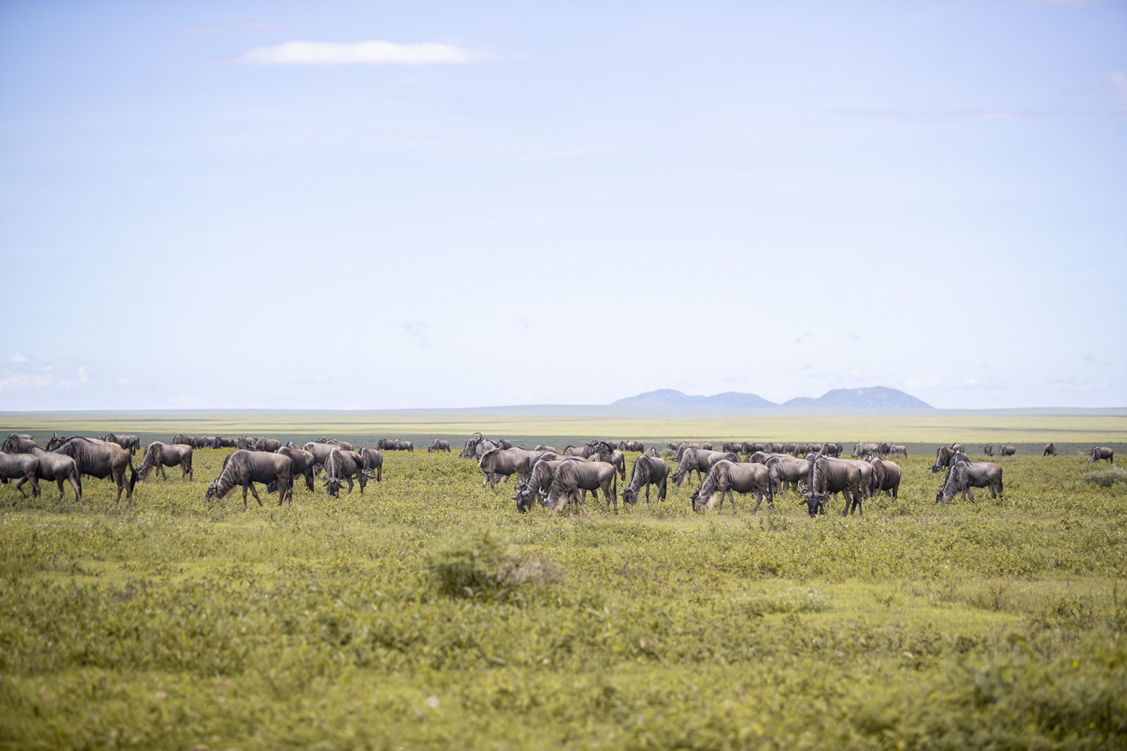 Escarpment Luxury Lodge en Serengeti