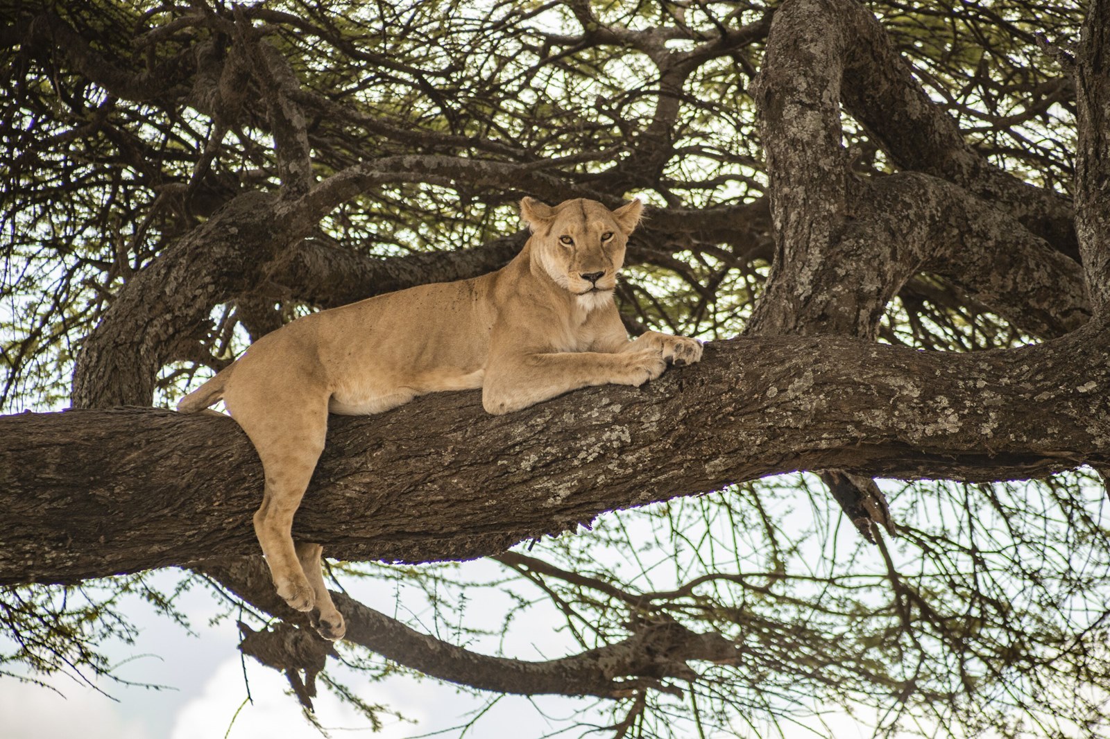 Kuoom Serengeti en Serengeti