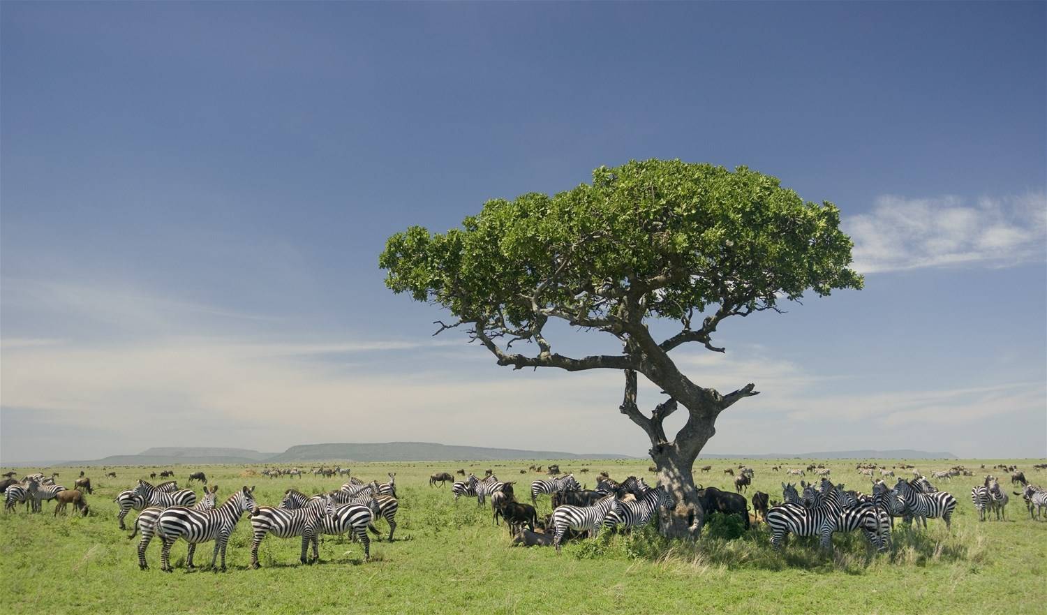 Lemala Ewanjan Tented Camp en Serengeti