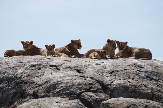 Lemala Ewanjan Tented Camp en Serengeti