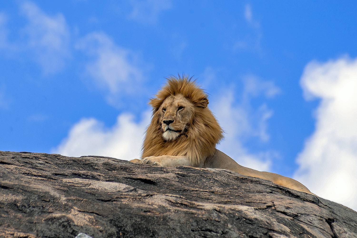 Lemala Ewanjan Tented Camp en Serengeti