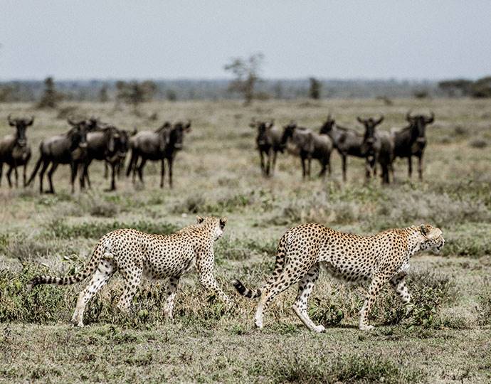 Mila Tented Camp en Serengeti
