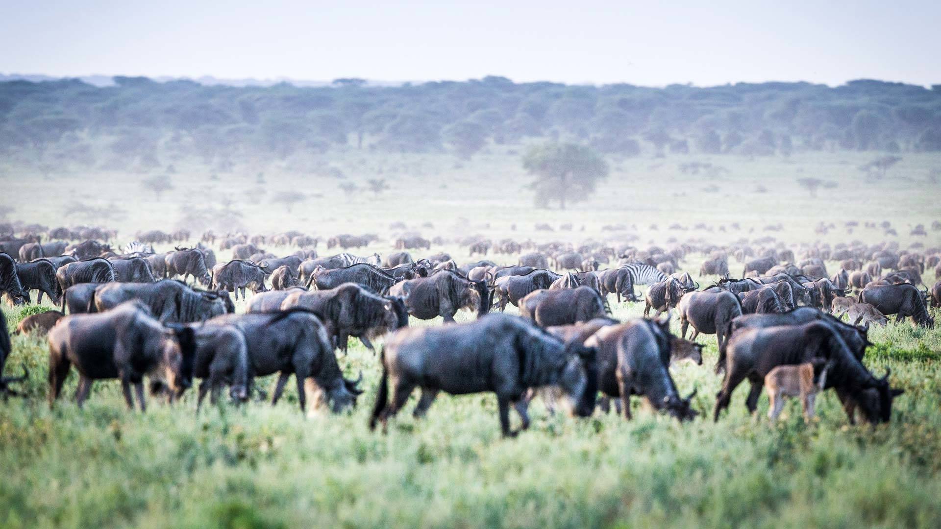 Mila Tented Camp en Serengeti